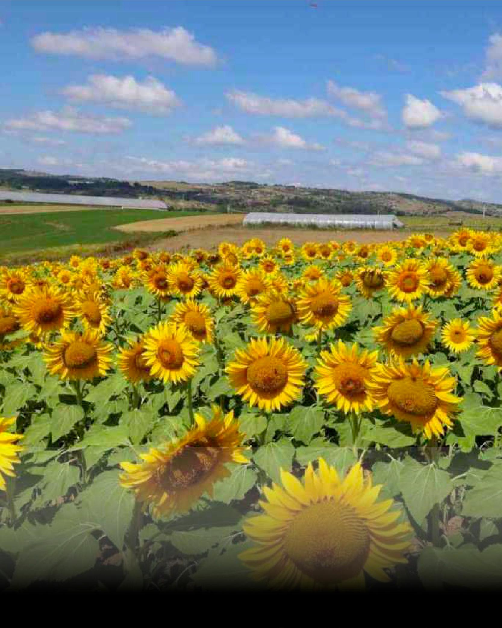 Snack Sunflower
